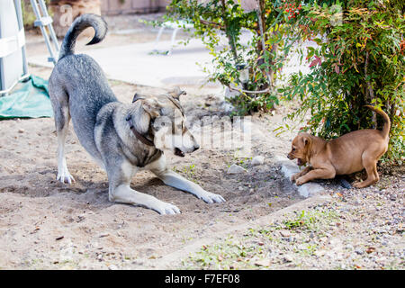 Un cane maturo e di un cucciolo di giocare in cantiere Foto Stock