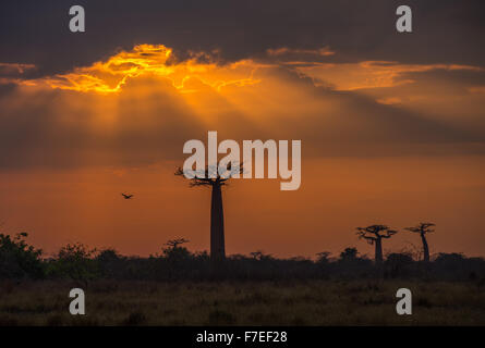 Alba sul viale di baobab, Madagascar Foto Stock