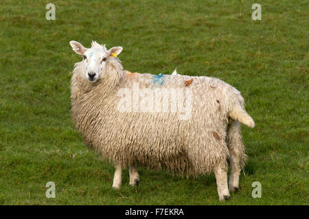 Pecore di lingua gallese Foto Stock