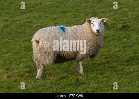 Pecore di lingua gallese Foto Stock