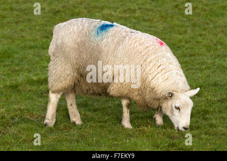 Pecore di lingua gallese Foto Stock