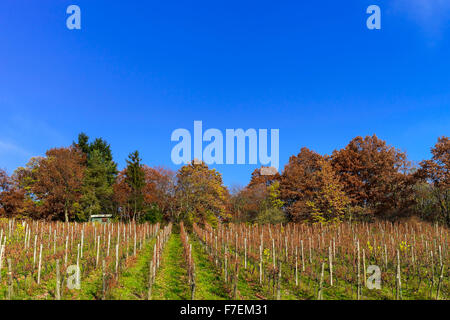 Autunno in vigna, ultime foglie sul sole, stagione Foto Stock