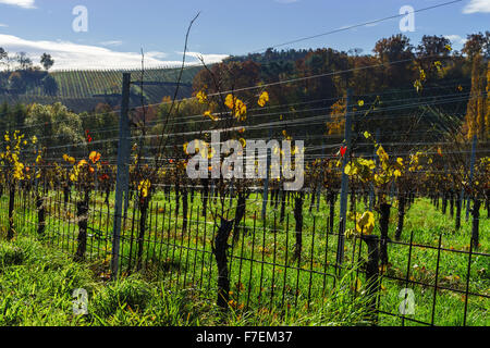 Autunno in vigna, ultime foglie sul sole, stagione Foto Stock