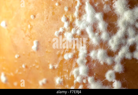 White spore fungine in crescita sulla pelle di un marciume apple. Foto Stock