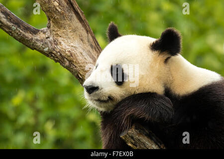 Gigantesco orso panda si addormenta durante la pioggia in una foresta dopo aver mangiato il bambù Foto Stock