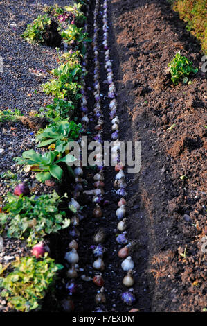 Giardino a Hanbury Hall vicino a Droitwich Spa West Midlands Worcestershire Inghilterra UK Europa Foto Stock