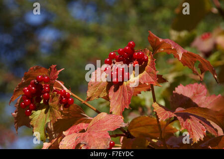 Viburno Rose,Viburnum opulus,frutti in autunno Foto Stock