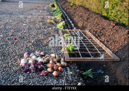 Le lampadine nel giardino posati in forma precisa nel fosso Inghilterra Europa Foto Stock