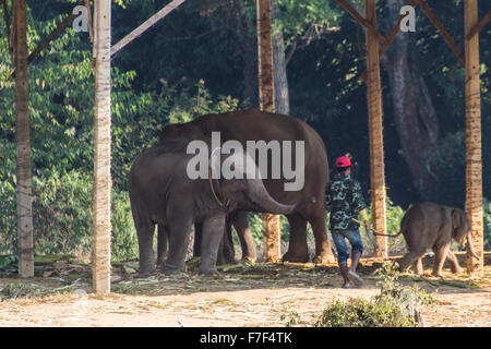 Baby Elephant e Mothor con uomo Foto Stock