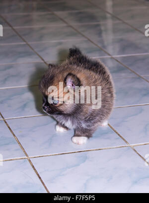 Cucciolo di Pomerania camminando sul pavimento Foto Stock