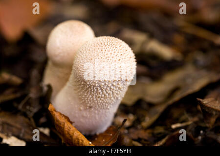 Lycoperdon perlatum. Puffball comune fruttificazione nel bosco figliata di foglia. Foto Stock