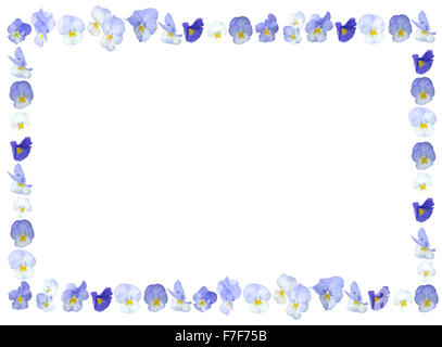 Viola Viola sfondo fiori telaio isolato su bianco. Foto Stock