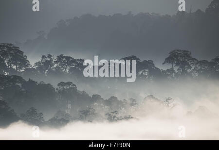 La nebbia sorgere all alba su di Danum Valley, Sabah, Malaysia Foto Stock