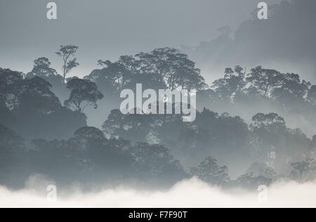 La nebbia sorgere all alba su di Danum Valley, Sabah, Malaysia Foto Stock