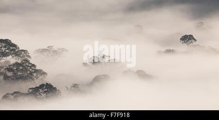 La nebbia sorgere all alba su di Danum Valley, Sabah, Malaysia Foto Stock