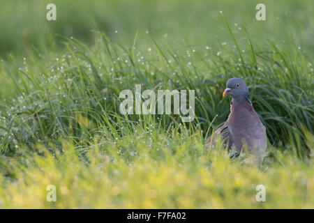 Colombaccio / Ringeltaube ( Columba palumbus ) siede sulla terra / in bagnato di rugiada erba, guardando intorno attentivly. Foto Stock