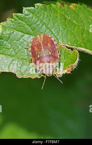 Shieldbug tartaruga in un cimitero di Londra Foto Stock