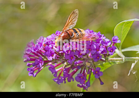 Uno dei nostri più grandi hoverflies nativo di alimentazione su buddleia in un cimitero di Londra Foto Stock