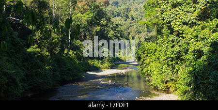 Segama fiume che scorre attraverso la lussureggiante foresta pluviale tropicale nel Danum Valley, Sabah, Malaysia Foto Stock