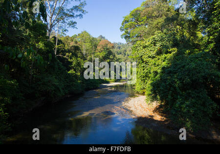 Segama fiume che scorre attraverso la lussureggiante foresta pluviale tropicale nel Danum Valley, Sabah, Malaysia Foto Stock