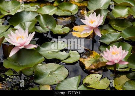 Rosa ninfee galleggianti in uno stagno. Nymphaea Marliacena carnea Foto Stock