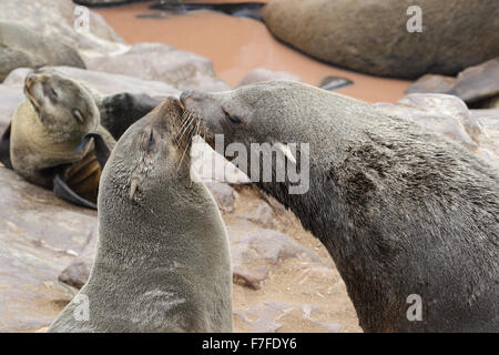 Un maschio di South African pelliccia sigillo sembra dare un bacio a una femmina Foto Stock