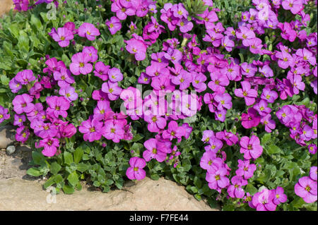 Aubretia, Aubrieta sp., rosa fioritura impianto cuscino su un giardino rockery, Berkshire, Aprile Foto Stock