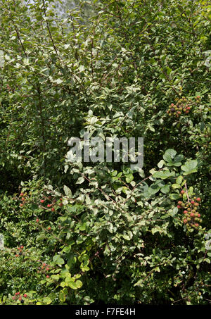 Foglia Argento malattia, Chondrostereum purpureum, sul selvaggio degli alberi di prugne in una siepe, Berkshire, Settembre Foto Stock