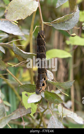 Elephant hawk-moth, Deilephila elpemor, caterpillar alimentazione su jewelweed Impatiens capensis, Berkshire, Settembre Foto Stock