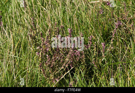 Una fioritura delle piante di rosso bartsia, Odontites verna, nella prateria ruvida in estate, Berkshire, Settembre Foto Stock