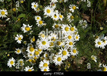 Senza profumo mayweed, Tripleurospermum imodorum, fioritura, Berkshire, Settembre Foto Stock