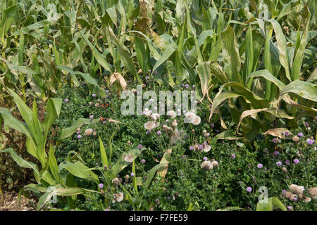 Creeping thistle, Cirsium arvense, semina e fioritura in una maturazione del raccolto di mais con una piccola tartaruga butterfly, Berkshire, Settembre Foto Stock