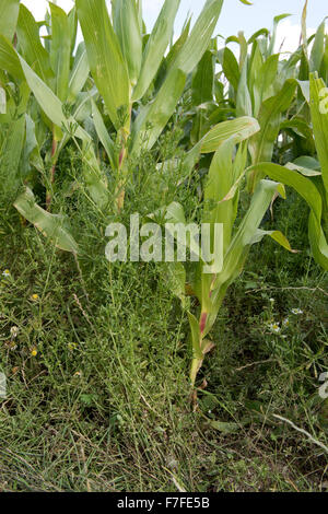 Cleavers, Galium aparine, piantina e fioritura in una maturazione del raccolto di mais, Berkshire, Settembre Foto Stock