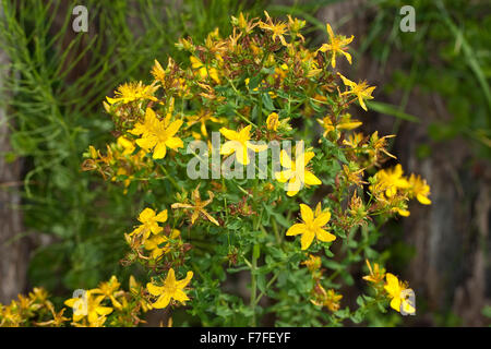 Erba di San Giovanni, Tüpfel-Johanniskraut, Johanniskraut, Tüpfeljohanniskraut, Tüpfel-Hartheu, Hartheu, Hypericum perforatum Foto Stock