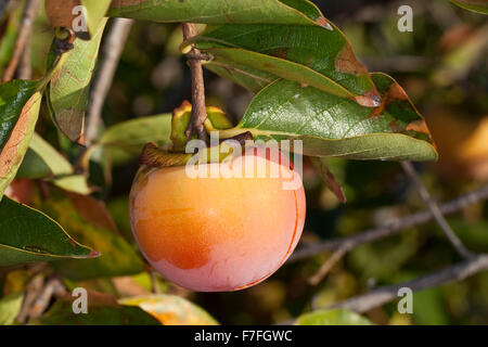 Kaki, Kaki, Persimmon asiatici, Persimmon Kakipflaume, Kaki-Pflaume, Kakibaum, JSharon-Frucht, Diospyros kaki Foto Stock