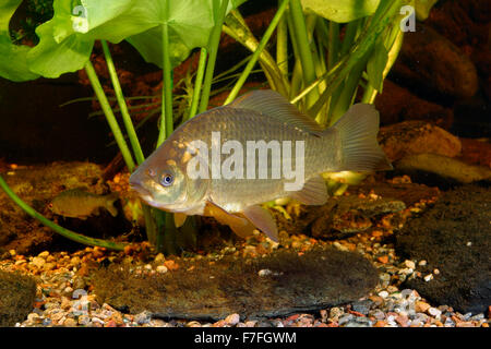 Carassi, Karausche, Moorkarpfen, Moor-Karpfen, Carassius carassius, Le Carassin commun, cyprin, carache, gardon carpé Foto Stock