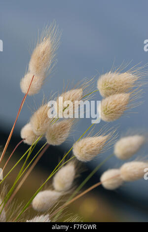 Hare's-coda di erba, bunnytail, Bunny Coda, Harestail, Hasenschwanz-Gras, Hasenschwänzchen, Hasenschwanzgras, Lagurus ovatus Foto Stock