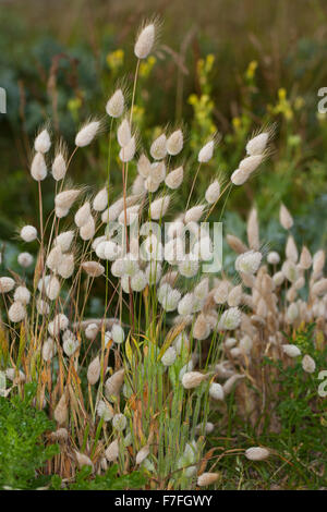 Hare's-coda di erba, bunnytail, Bunny Coda, Harestail, Hasenschwanz-Gras, Hasenschwänzchen, Hasenschwanzgras, Lagurus ovatus Foto Stock