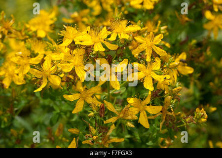 Erba di San Giovanni, Tüpfel-Johanniskraut, Johanniskraut, Tüpfeljohanniskraut, Tüpfel-Hartheu, Hartheu, Hypericum perforatum Foto Stock