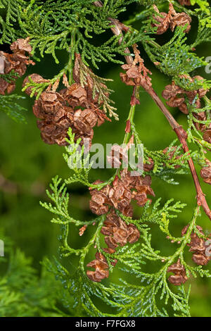 Cipresso giapponese, hinoki cipresso, Hinoki-Scheinzypresse, Hinoky-Scheinzypresse, Chamaecyparis obtusa, Cupressus obtusa Foto Stock