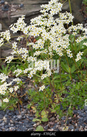 Incrostati di Sassifraga, argento Sassifraga, Host-Steinbrech, ospita Steinbrech, Saxifraga hostii, Steinbrechgewächse, Saxifragaceae Foto Stock