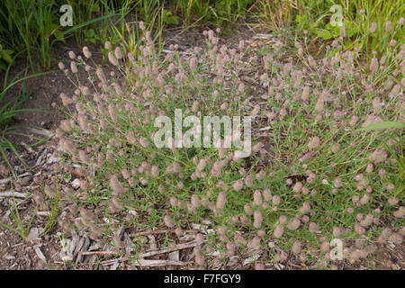 Trifoglio Haresfoot, campo trifoglio, cibo per conigli Clover, pietra trifoglio, Hasenklee, Hasen-Klee, Trifolium arvense Foto Stock