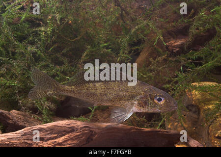 Ruffe papa, Kaulbarsch, Kaul-Barsch, Rotzbarsch, Stuhr, Barsch, Kulbars, Gymnocephalus cernuus, Gymnocephalus cernua, Grémille Foto Stock