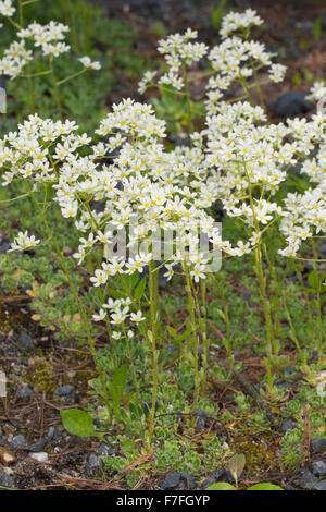 Incrostati di Sassifraga, argento Sassifraga, Host-Steinbrech, ospita Steinbrech, Saxifraga hostii, Steinbrechgewächse, Saxifragaceae Foto Stock