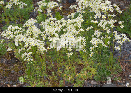 Incrostati di Sassifraga, argento Sassifraga, Host-Steinbrech, ospita Steinbrech, Saxifraga hostii, Steinbrechgewächse, Saxifragaceae Foto Stock