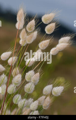 Hare's-coda di erba, bunnytail, Bunny Coda, Harestail, Hasenschwanz-Gras, Hasenschwänzchen, Hasenschwanzgras, Lagurus ovatus Foto Stock