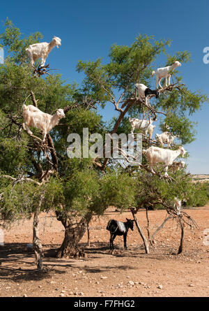 Capre in un albero a Marrakech a Essaouira road in Marocco. Foto Stock