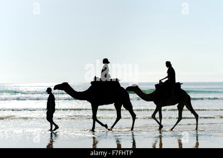 I turisti a cavallo di cammelli lungo il bordo dell'acqua di Sidi Kaouki beach in Marocco. Foto Stock