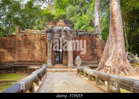 Ta Prohm tempio di Angkor, Cambogia, Asia Foto Stock