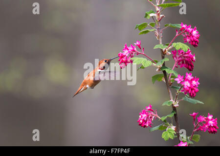 Rufous Hummingbird e fioritura rosso Ribes, Foto Stock